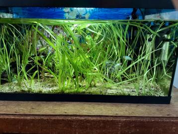 Platies te koop beschikbaar voor biedingen