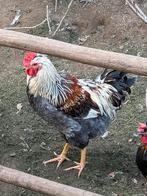 Hanen ter overname, Dieren en Toebehoren, Pluimvee, Mannelijk, Kip