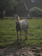 Weide of stalling gezocht, Dieren en Toebehoren, Stalling en Weidegang, Weidegang, 1 paard of pony