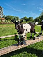 Nederlands zwart bont geitbokje te koop, Dieren en Toebehoren, Schapen, Geiten en Varkens, Mannelijk, Geit