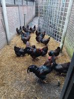 dubbelgezoomde barnevelder kippen, Vrouwelijk, Kip