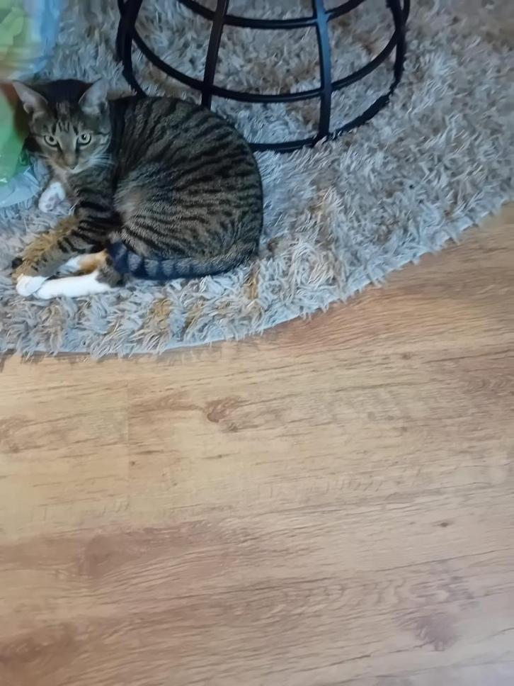 Lieve katje, Dieren en Toebehoren, Katten en Kittens | Overige Katten, Poes