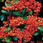 vuurdoorn, Ophalen, Overige soorten, Struik, 100 tot 250 cm