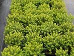 Hebe Emerald Pimeleoides Buxifolia Cobb Valley Quick Silver, Ophalen, Overige soorten, Volle zon