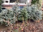 Zilverspar zilversparren 6x,  110-140 cm + 1 zilvergroenspar, Tuin en Terras, Planten | Bomen, Ophalen, Halfschaduw, Overige soorten