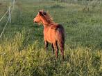 Zeer mooie hengst veulen te koop., Merrie, Recreatiepony