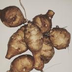 Aardperen, Tuin en Terras, Planten | Tuinplanten, Ophalen of Verzenden, Eenjarig, Groenteplanten, Volle zon