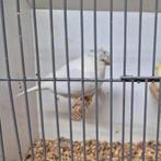 Gloster koppel., Dieren en Toebehoren, Vogels | Kanaries, Meerdere dieren, Postuurkanarie