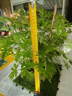 Citroen geraniums, Ophalen, Overige soorten, Halfschaduw, Minder dan 100 cm