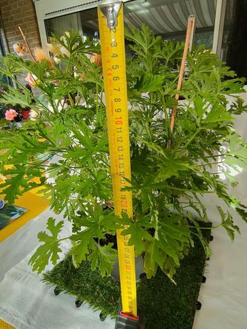 Citroen geraniums beschikbaar voor biedingen