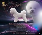 Bichon Frise STUD DOG ,FCI -stamboom, Dieren en Toebehoren, Particulier, Rabiës (hondsdolheid), Reu, 1 tot 2 jaar