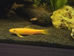 Algeneter gold T.E.A.B, Dieren en Toebehoren, Vissen | Aquariumvissen, Vis