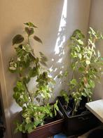 Diverse siernetel planten vanaf €2, Ophalen, Overige soorten, Halfschaduw, In pot