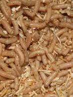 maden, casters, wormen, dauwpieren etc evt per post, Ophalen of Verzenden, Nieuw, Kleding