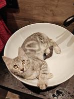 Bengaal Main Coon kater, Dieren en Toebehoren, Katten en Kittens | Raskatten | Korthaar, Kater, Gechipt, 0 tot 2 jaar