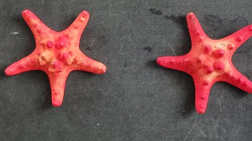 2 GROTE RODE ZEESTERREN, Verzamelen, Mineralen en Fossielen, Overige typen, Verzenden