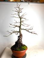 Acer Palmatum Neagari Bonsai, Tuin en Terras, Planten | Bomen, Bloeit niet, Halfschaduw, Overige soorten, Minder dan 100 cm