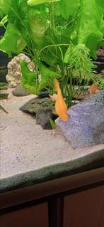 Gele molly's te koop per stuk 1 euro min 5 afnemen, Dieren en Toebehoren, Vissen | Aquariumvissen, Vis, Zoetwatervis, Schoolvis