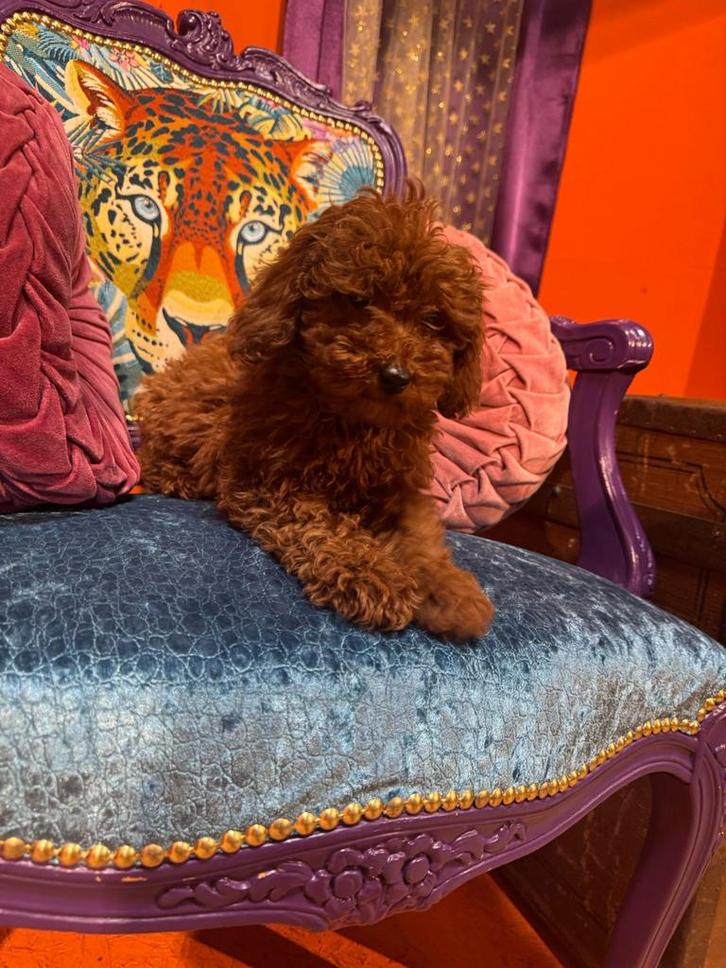 Toy poedel pup, Dieren en Toebehoren, Honden | Chihuahua's en Gezelschapshonden, Teef, Overige rassen, Particulier, Eén hond, Nederland