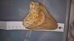 Megalodon Tand 10.3 cm zeer breed exemplaar, Ophalen of Verzenden, Fossiel