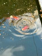 Vijver visen - Goudvissen, Dieren en Toebehoren, Goudvis(sen)