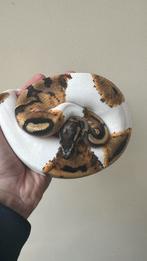 Pied het albino man 2024 ball python, Slang, 0 tot 2 jaar
