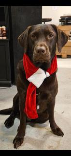 Ter adoptie geweldige labrador, Reu, 3 tot 5 jaar, Nederland, Particulier