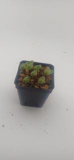 conophytum, Vetplant, Ophalen of Verzenden, Minder dan 100 cm, Volle zon