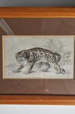 Felis Uncia plate 13, Ophalen