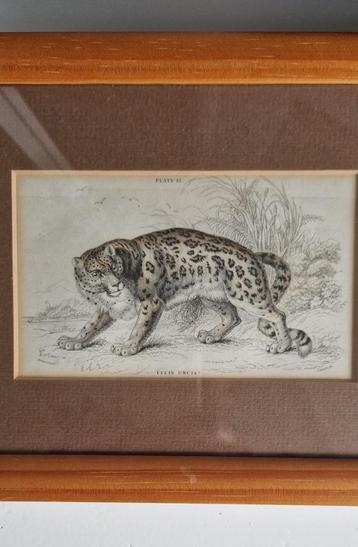 Felis Uncia plate 13 beschikbaar voor biedingen