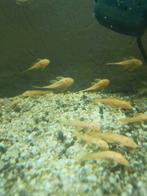 Jonge Albino en gewone donkere Algeneters, Vis