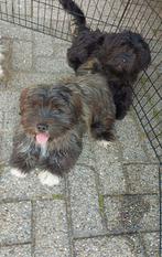 Boomer pup  2 laatse reutjes nog, Overige rassen, 8 tot 15 weken, Meerdere, Meerdere dieren