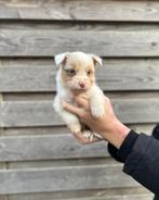 Lieve australian shepherd pups!, Dieren en Toebehoren, Honden | Herdershonden en Veedrijvers, Parvo, Overige rassen, 8 tot 15 weken