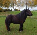 nsps shetlanders, Dieren en Toebehoren, Meerdere dieren, A pony (tot 1.17m), 0 tot 2 jaar