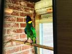 Gezocht twenty eight split man of gewoon, Dieren en Toebehoren, Vogels | Parkieten en Papegaaien, Mannelijk, Parkiet