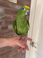 Lieve jonge tamme eigen kweek geelvoorhoofdamazone 13 weken, Dieren en Toebehoren, Vogels | Parkieten en Papegaaien, Geslacht onbekend