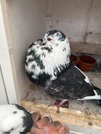 Kraaitijger doffer, Dieren en Toebehoren, Vogels | Duiven, Mannelijk, Kropper