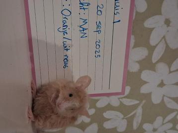 Nestje tamme muizen! beschikbaar voor biedingen