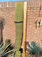 Cactus Trichocereus Pasacana, Tuin en Terras, Planten | Bomen, Overige soorten, Ophalen