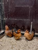 Drie kuifkriel hennen, Vrouwelijk, Kip