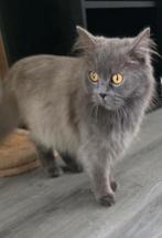 3 jaar jonge britse langhaar., Dieren en Toebehoren, Poes, Ontwormd