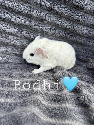 Ch-Teddy wit donkeroog beertje beschikbaar voor biedingen