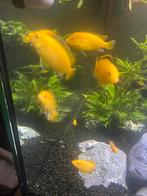 12 jonge Malawi cichliden–(Electric Yellow), Dieren en Toebehoren, Vissen | Aquariumvissen, Vis