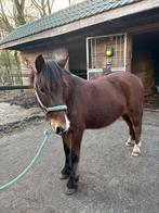 Lease pony, Dieren en Toebehoren