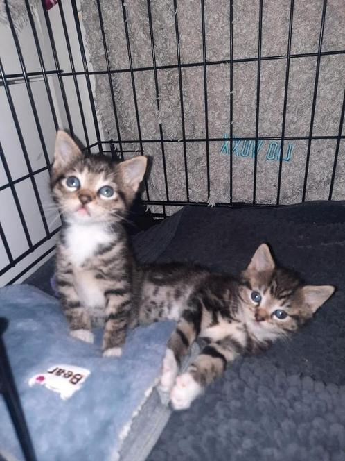 2  Europese korthaar katers, Dieren en Toebehoren, Katten en Kittens | Raskatten | Korthaar, Kater, 0 tot 2 jaar, Ontwormd