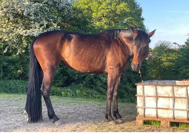 Bijrijder gezocht, Dieren en Toebehoren, Paarden en Pony's | Overige Paardenspullen, Nieuw, Dressuur, Ophalen of Verzenden