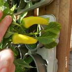 Paprika/Spaanse peper planten, Tuin en Terras, Planten | Tuinplanten, Ophalen, Volle zon, Groenteplanten, Eenjarig