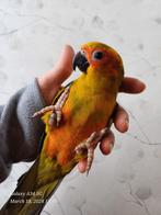Zelfstandige superhandtamme zonparkieten (met dna), Dieren en Toebehoren, Mannelijk, Parkiet, Tam