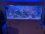 Zee aquarium compleet met sump, Dieren en Toebehoren, Vissen | Aquaria en Toebehoren, Ophalen, Gebruikt, Gevuld zeewateraquarium