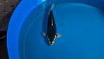 Black Diamond, Dainichi, 60-63cm, 3e jaar/yonsai, certificaa, Dieren en Toebehoren, Vissen | Vijvervissen, Karper of Koi